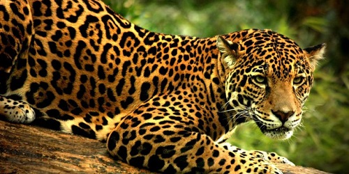 Imagen3