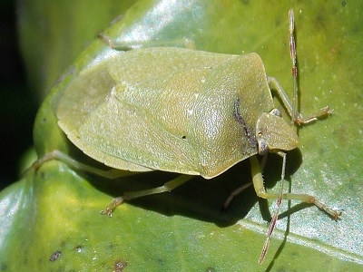 image (4)