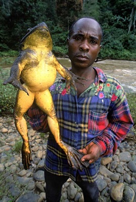 rana goliat gigante