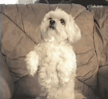 giphy3