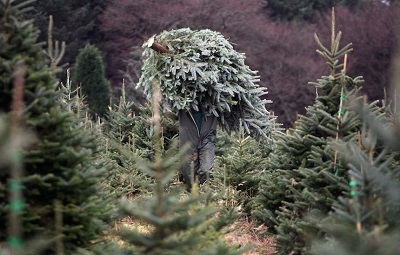 Christmas Tree Farmers Enjoy Bumper Harvest