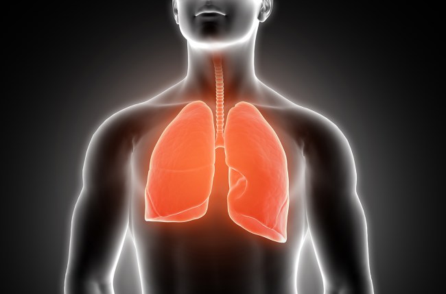 3D medical male figure with lungs highlighted