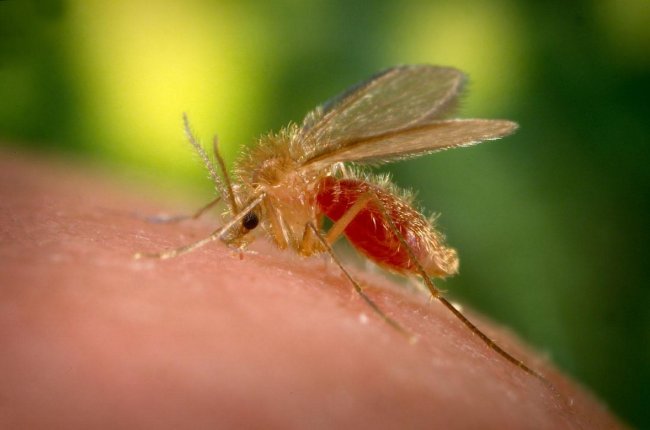 Phlebotomus papatasi